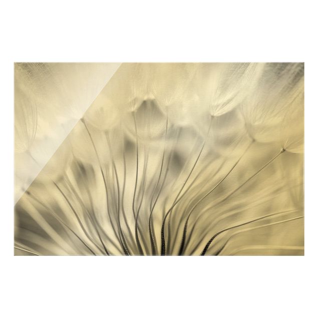 Glasbild - Traumhafte Pusteblume Schwarz-Weiß - Querformat 3:2