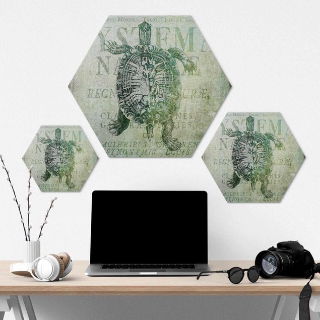 Hexagon-Alu-Dibond Bild - Vintage Collage - Antike Schildkröte