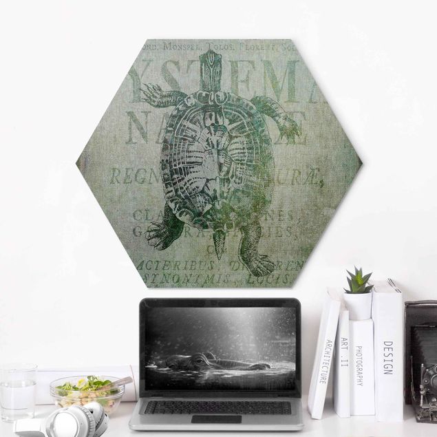 Hexagon-Alu-Dibond Bild - Vintage Collage - Antike Schildkröte
