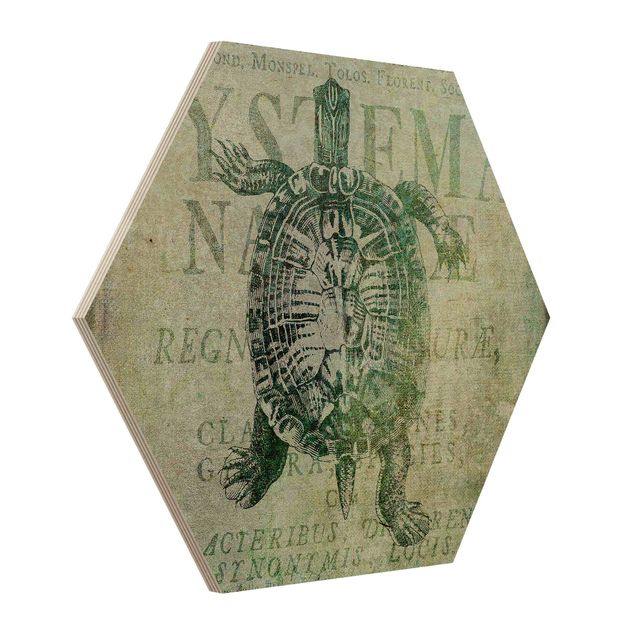Hexagon-Holzbild - Vintage Collage - Antike Schildkröte