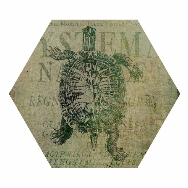 Hexagon-Holzbild - Vintage Collage - Antike Schildkröte
