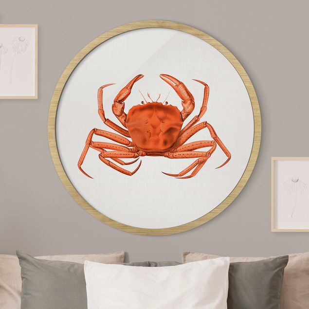 Moderne Bilder mit Rahmen Vintage Illustration Rote Krabbe