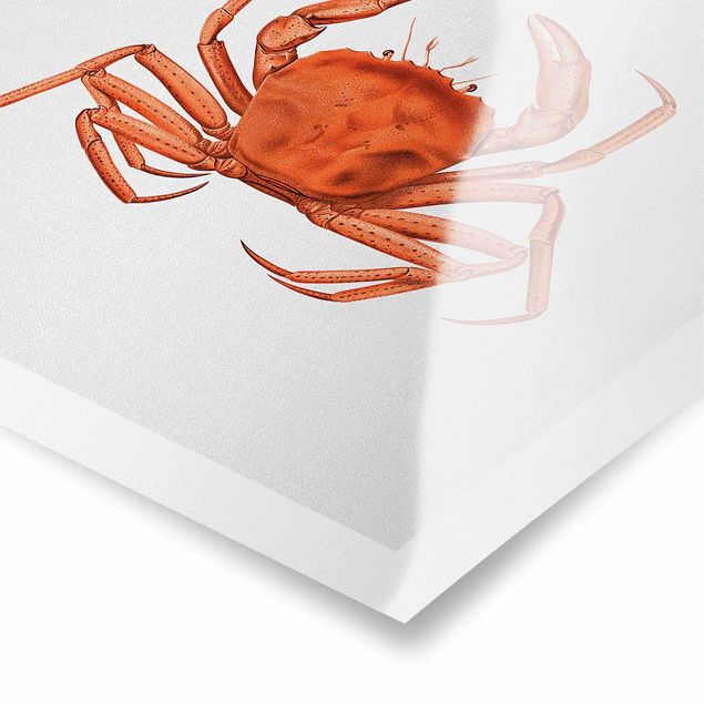 Poster - Vintage Illustration Rote Krabbe - Quadrat 1:1