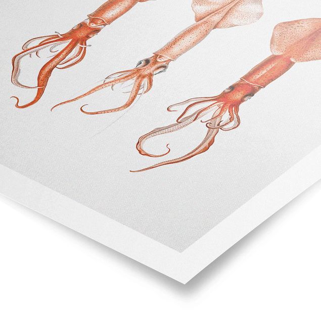 Poster bestellen Vintage Illustration Rote Tintenfische