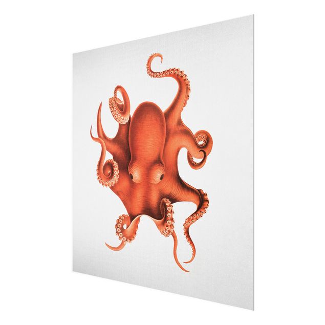 Glasbild - Vintage Illustration Roter Oktopus - Quadrat