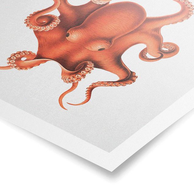 Poster bestellen Vintage Illustration Roter Oktopus