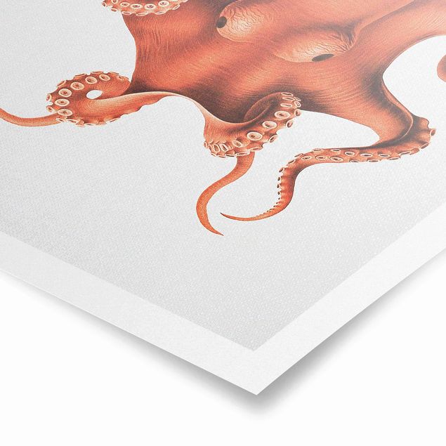 Poster bestellen Vintage Illustration Roter Oktopus