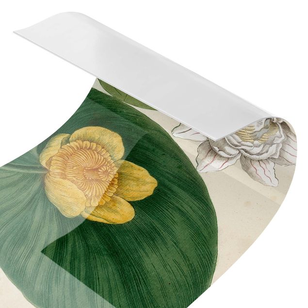 Spritzschutz Küche ohne bohren Vintage Illustration Weiße Wasserlilie