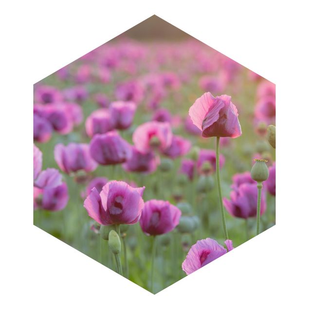 Tapeten Violette Schlafmohn Blumenwiese im Frühling