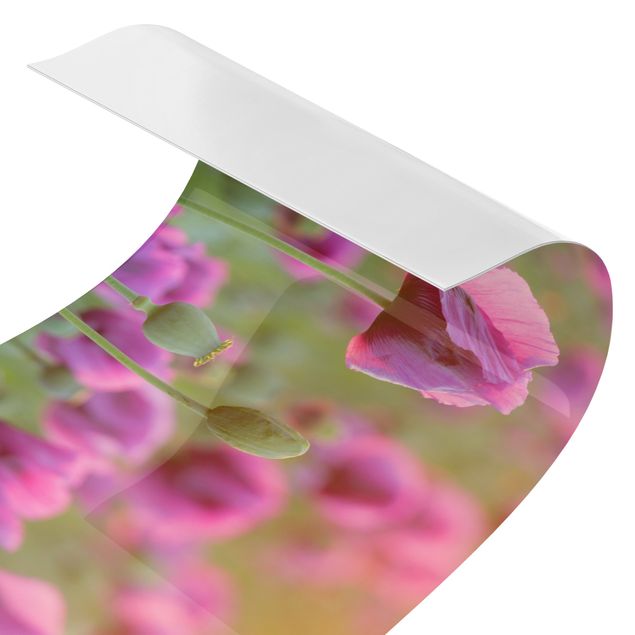 Spritzschutz Küche ohne bohren Violette Schlafmohn Blumenwiese im Frühling