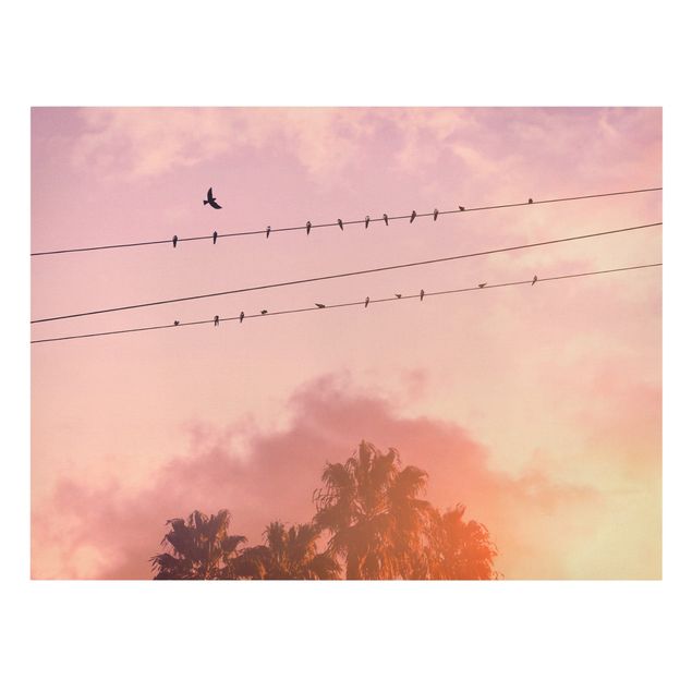Jonas Loose Bilder Vögel auf der Stromleitung
