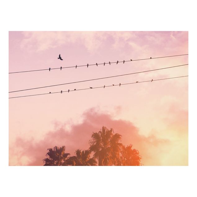 Bilder Vögel auf der Stromleitung