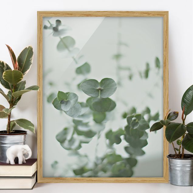 Moderne Bilder mit Rahmen Wachsende Eukalyptuszweige