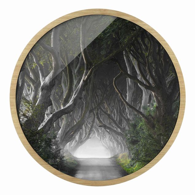 Wandbilder Wald in Nordirland