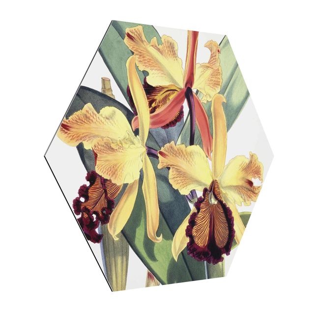 Hexagon-Alu-Dibond Bild - Walter Hood Fitch - Orchidee