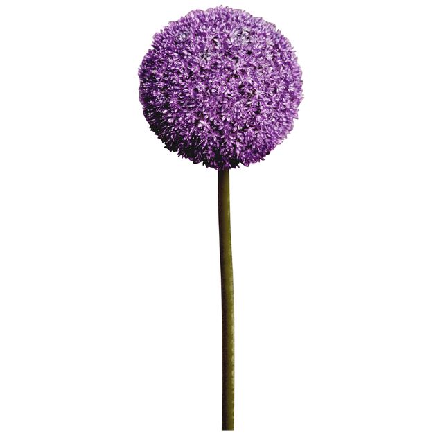 Wandtattoo Allium Kugel-Blüten 1er Set