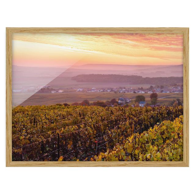 schöne Bilder Weinplantage bei Sonnenuntergang