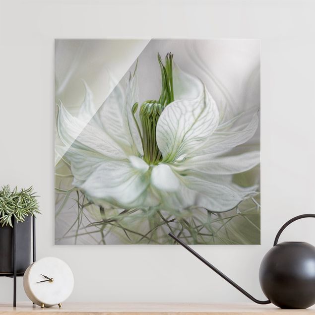 Blumen Glasbilder Weiße Nigella