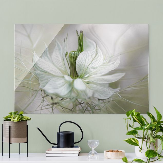 Glasbilder Blumen Weiße Nigella