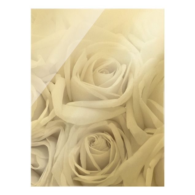 Glasbild - Weiße Rosen - Hochformat 3:4