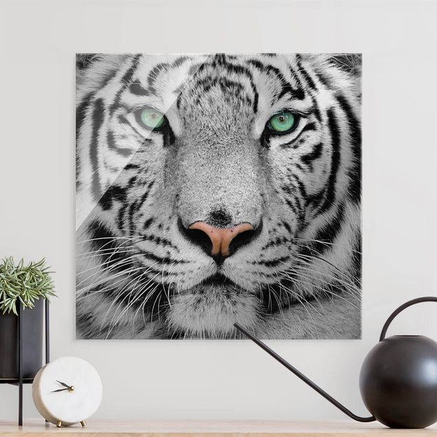Glasbild schwarz-weiß Weißer Tiger