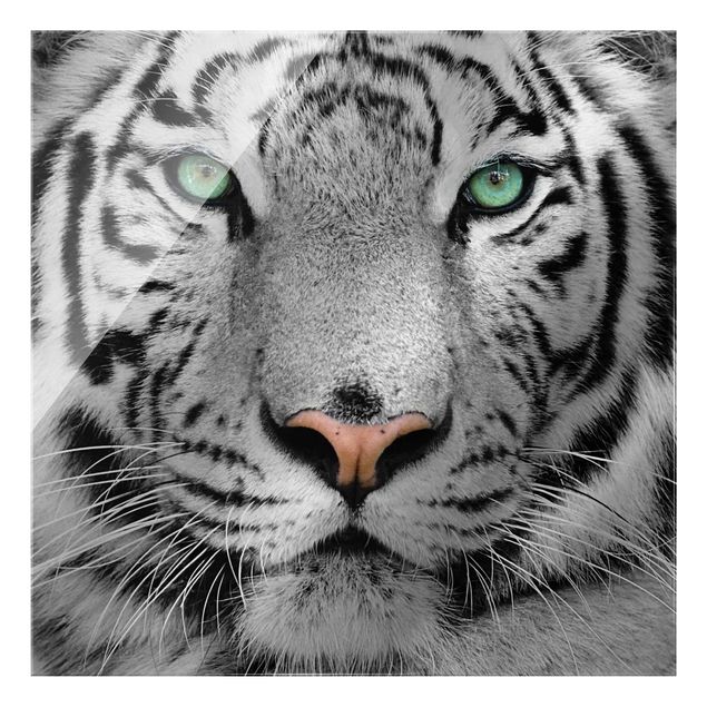Glasbilder Weißer Tiger