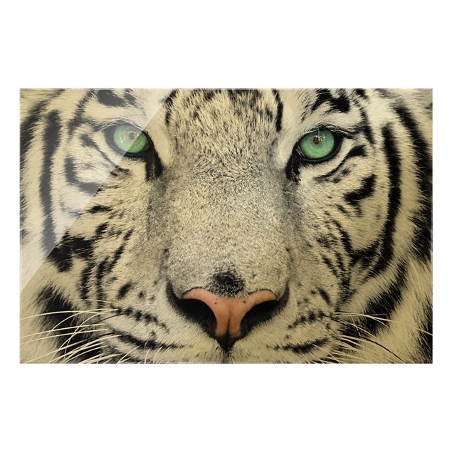 Glasbild - Weißer Tiger - Querformat 3:2