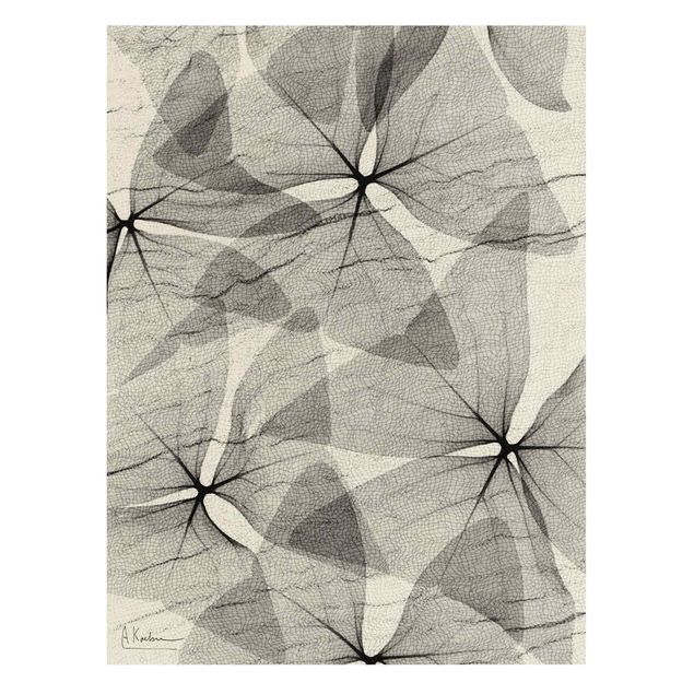 Leinwandbild Natur - X-Ray - Dreiecksklee mit Textil - Hochformat 3:4