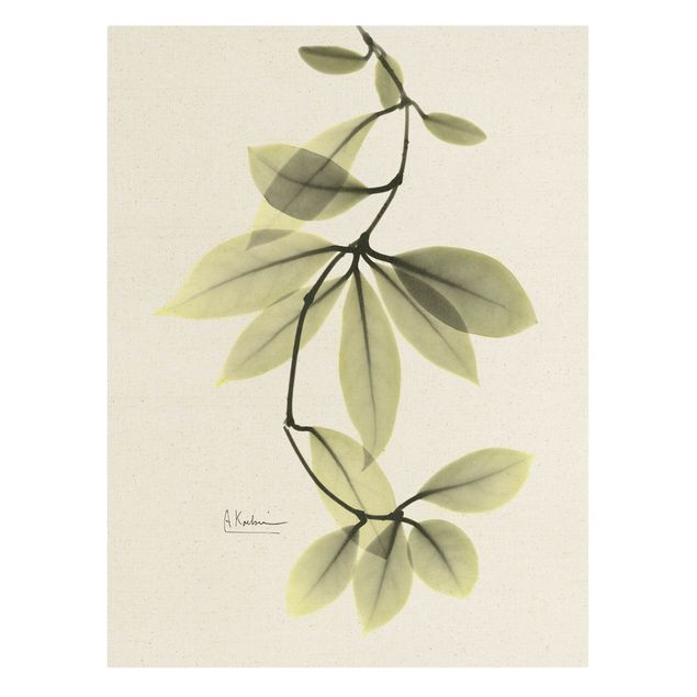 Leinwandbild Natur - X-Ray - Porzellanblumenblätter - Hochformat 3:4