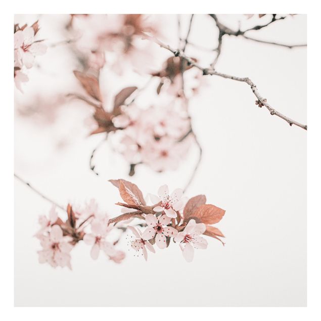 schöne Bilder Zarte Kirschblüten am Zweig