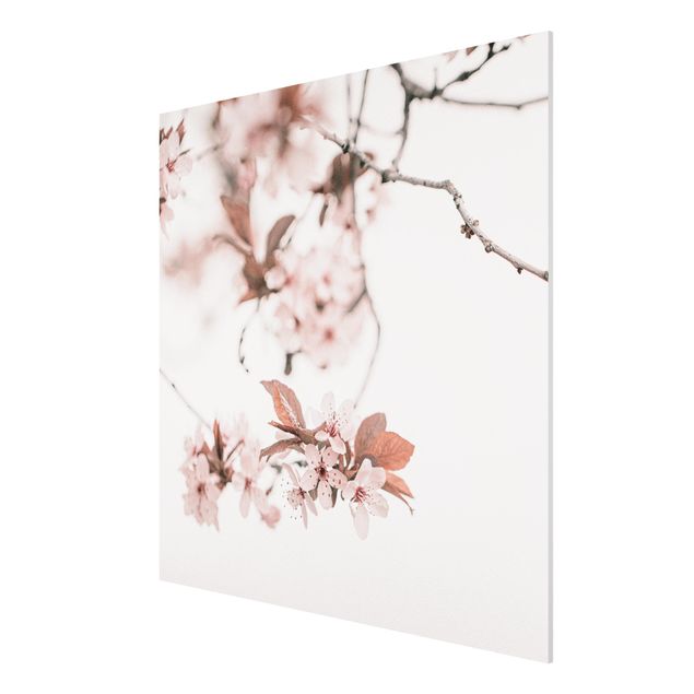 Bilder auf Hartschaumplatte Zarte Kirschblüten am Zweig