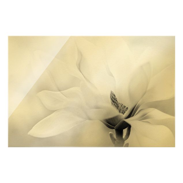 Glasbild - Zarte Magnolienblüte Schwarz-Weiß - Querformat 3:2