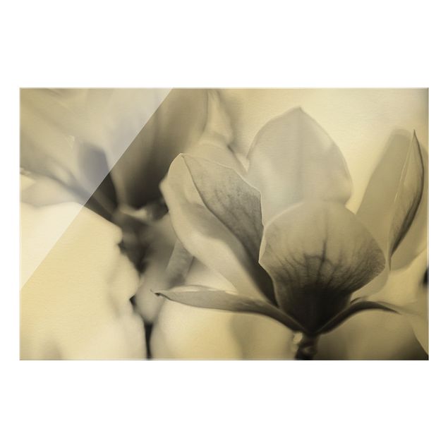 Bilder auf Glas Zarte Magnolienblüten II
