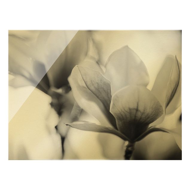 Glasbilder Zarte Magnolienblüten II