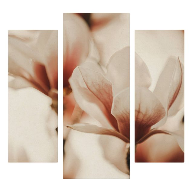 3-teiliges Leinwandbild - Zarte Magnolienblüten im Lichtspiel