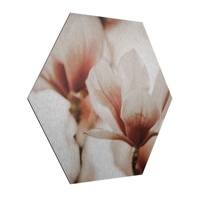 Hexagon Bild Alu-Dibond - Zarte Magnolienblüten im Lichtspiel