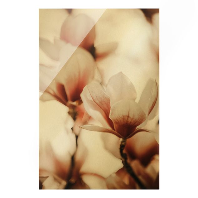 Glas Wandbilder Zarte Magnolienblüten im Lichtspiel