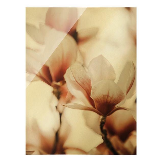Glasbilder Zarte Magnolienblüten im Lichtspiel