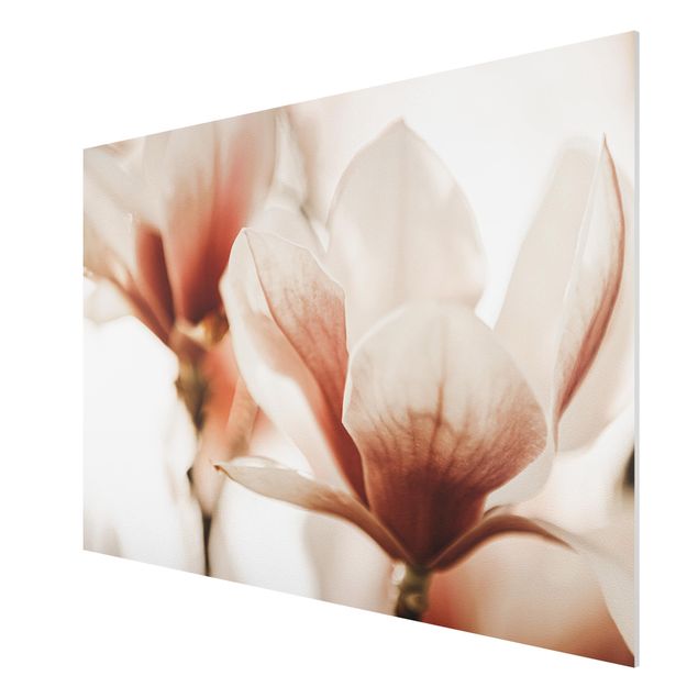 Foto auf Hartschaumplatte Zarte Magnolienblüten im Lichtspiel