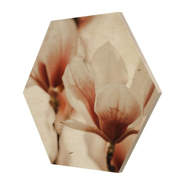 Hexagon Bild Holz - Zarte Magnolienblüten im Lichtspiel