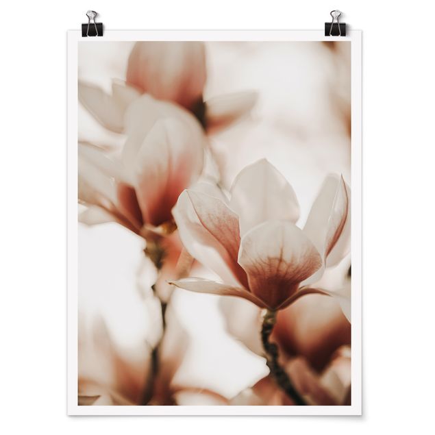 Monika Strigel Bilder Zarte Magnolienblüten im Lichtspiel