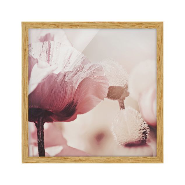 Monika Strigel Poster Zartrosane Mohnblüte mit Wassertropfen