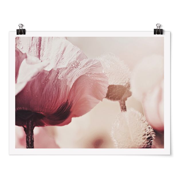 Moderne Poster Zartrosane Mohnblüte mit Wassertropfen