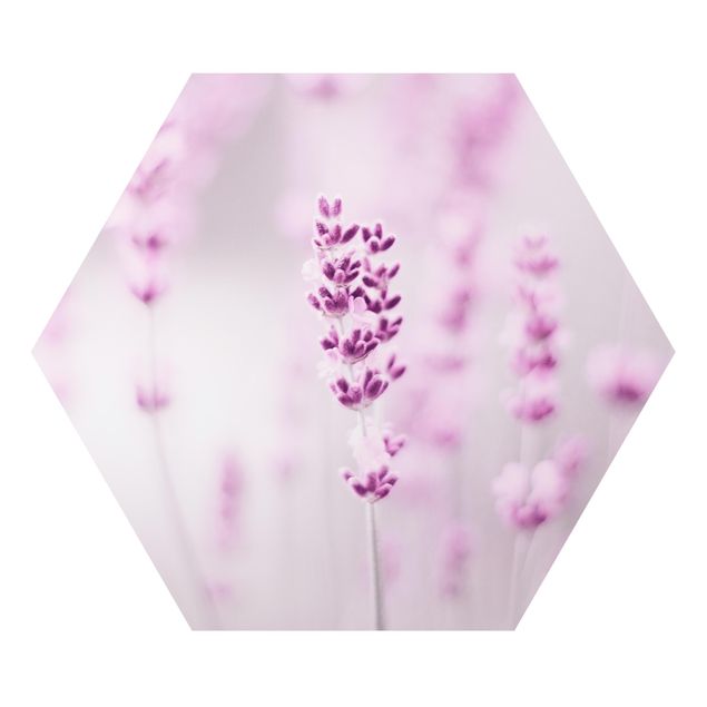 Hexagon Bild Alu-Dibond - Zartvioletter Lavendel
