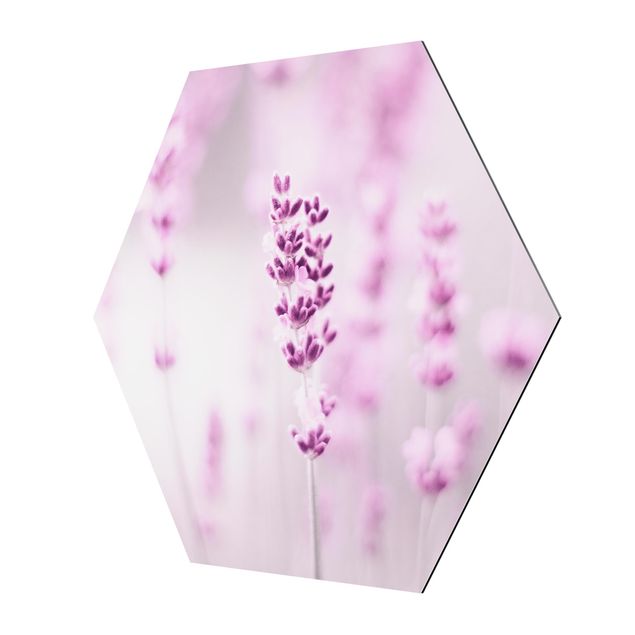 Hexagon Bild Alu-Dibond - Zartvioletter Lavendel