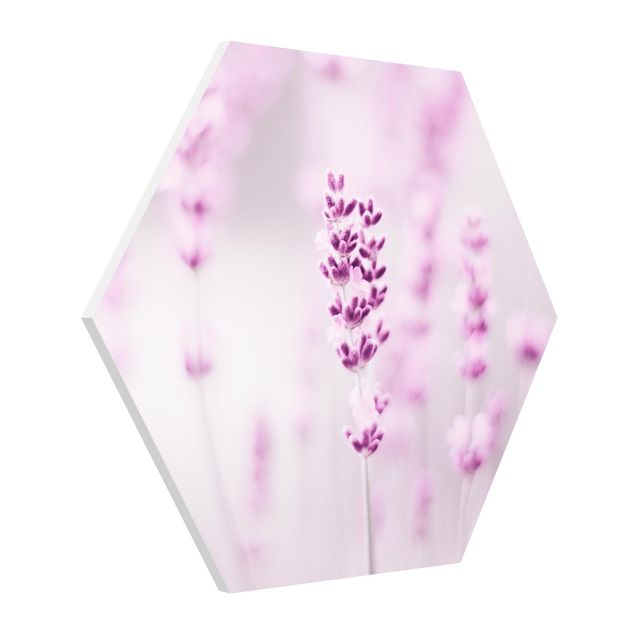 Hexagon Bild Forex - Zartvioletter Lavendel