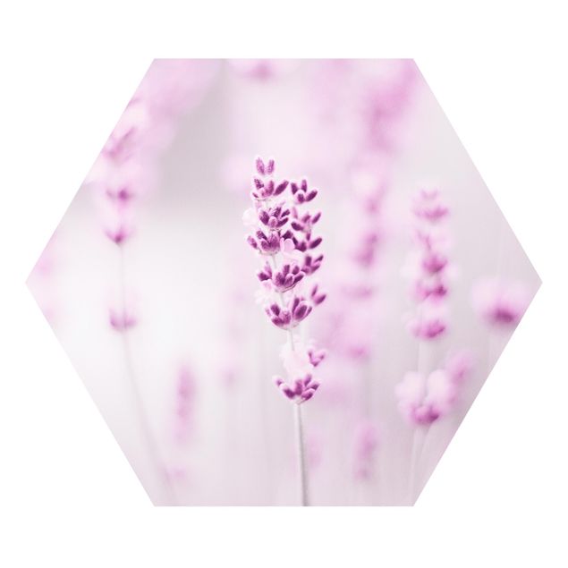 Hexagon Bild Forex - Zartvioletter Lavendel