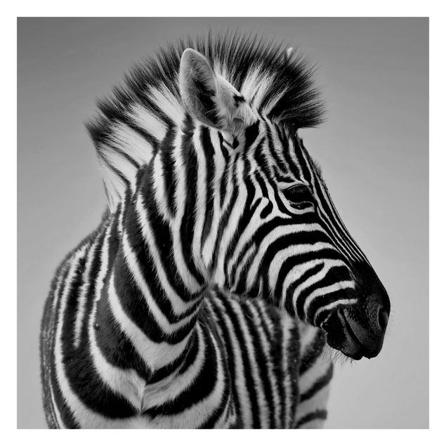 Fototapete - Zebra Baby Portrait II