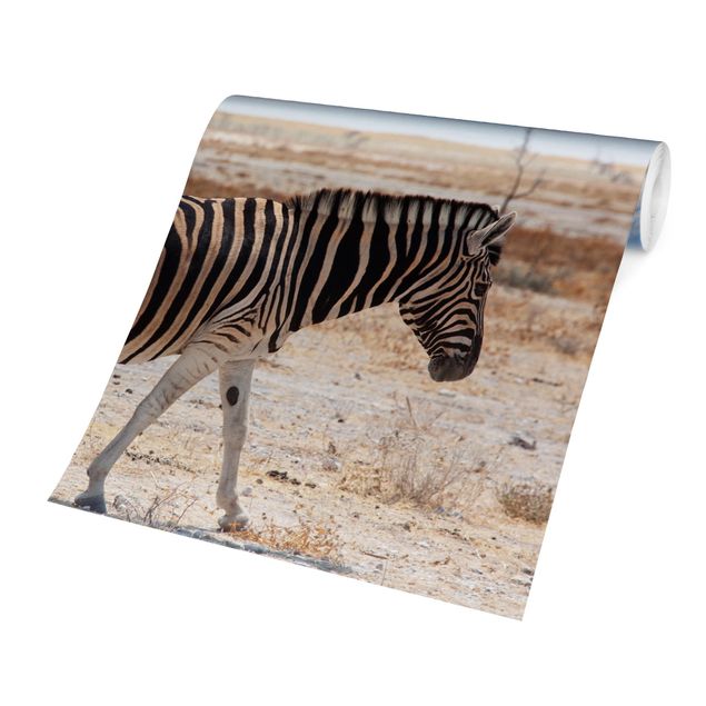 Tapeten kaufen Zebra in der Savanne