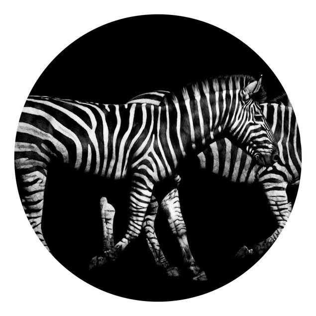 Tapete Tiere Zebra vor Schwarz